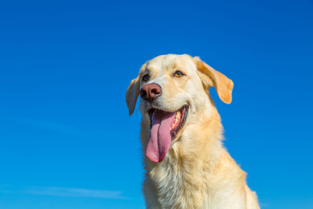 portrait of a happy white dog and blue skyの写真素材