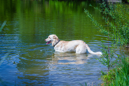 tall white dog takes a bath in a lake in summerの写真素材