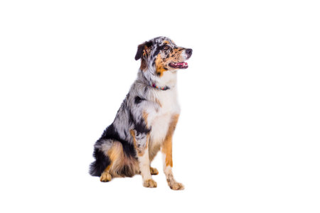 Australian shepherd dog sitting in the studio on whiteの写真素材