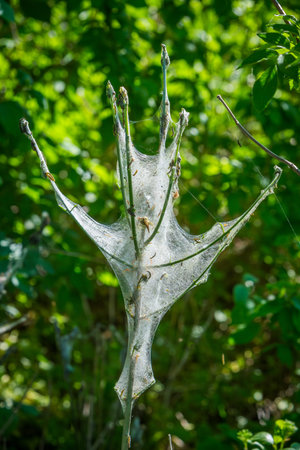 vermin caterpillars in the garden destroy plantsの写真素材