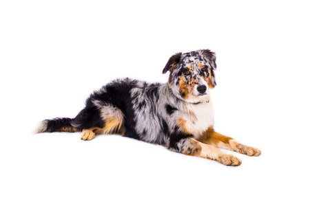 Australian shepherd dog lying on the ground in the stuioの写真素材