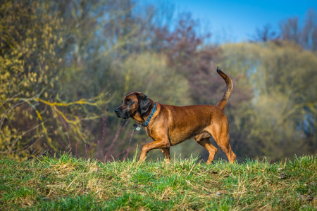 cute sniffer dog walking on a meadow in springの写真素材
