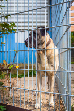 tall kangal dog in an animal shelter waitingの写真素材