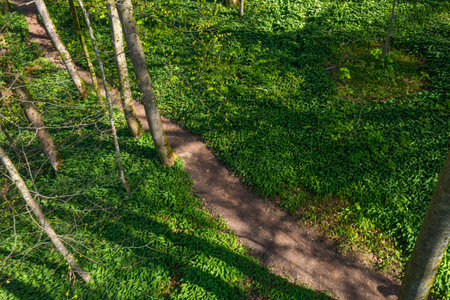birds eye view of young wild garlic in the forest in springの写真素材