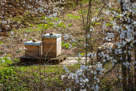two beehives in spring with many blossomsの写真素材