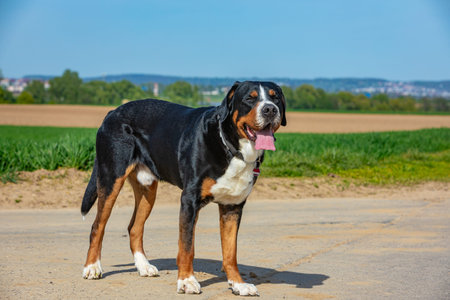 tall and cute swiss mountain dog outdoors in the fieldの写真素材