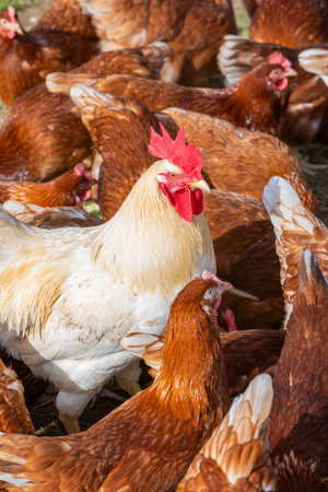 a white rooster with many brown hensの写真素材