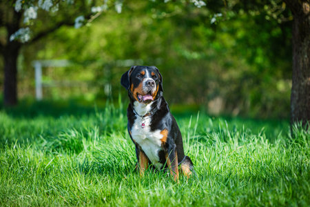 portrait of a tall swiss mountain dog sitting in the grass in springの写真素材
