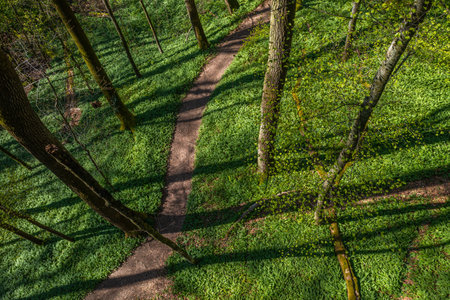 drone view of a path through the forest with wild garlicの写真素材