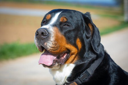 portrait of a swiss mountain dog with open mouthの写真素材