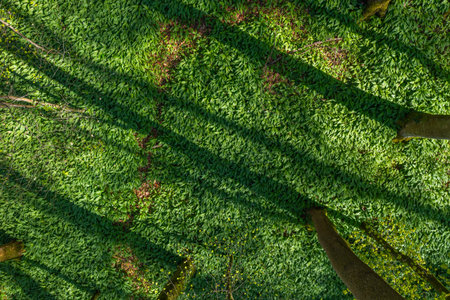 drone shot of wild garlic in the forest and shadows of tree stems