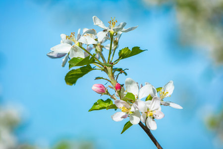 fresh blossom of an apple tree against blue sky in springの写真素材