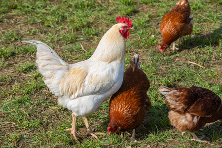 white rooster looking for hens outsideの写真素材