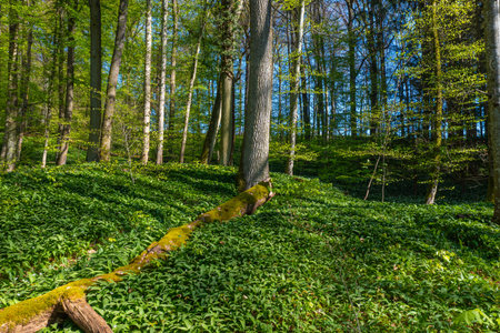 many leaves of wild garlic in the forest in springの写真素材