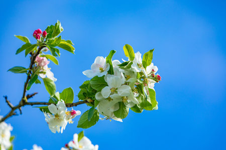 scenic blossoms of an apple tree in the springの写真素材
