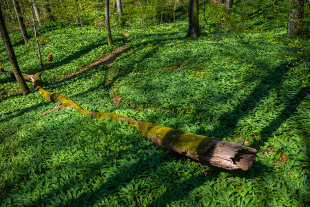 fallen old tree and wild garlic in the forestの写真素材