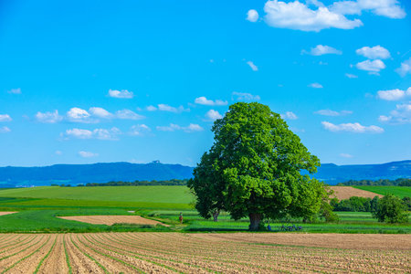 landscape with giant tree on the field with the swabian alb in the backgroundの写真素材