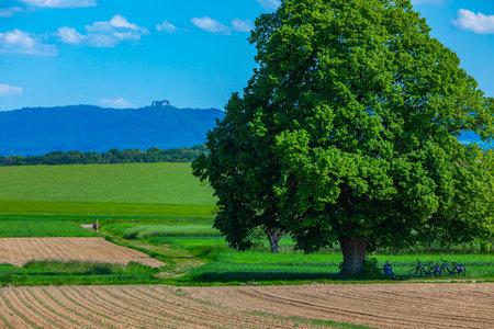 scenic view of a tall limetree, horse rider and a castle in the backgroundの写真素材