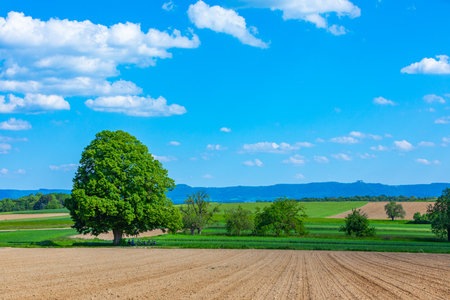 Scenic view to a tall limetree and fields with the Swabian Alb in the backgroundの写真素材