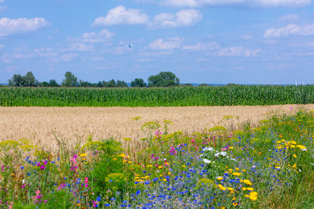 flowers grow in front of a wheat field in the summerの写真素材