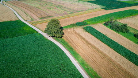 drone view of fields and country road in the summerの写真素材