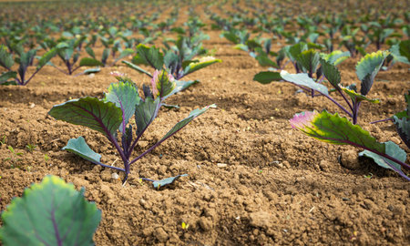 young cabbage bedding plants grow on the fieldの写真素材