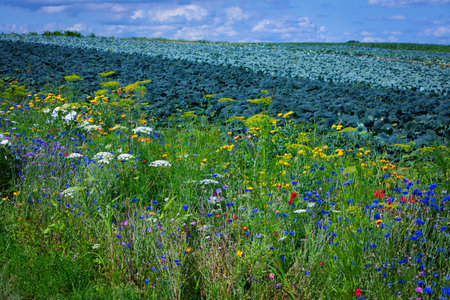 flowers next to cabbage fields in the summerの写真素材