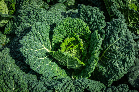 Beautiful green Savoy cabbage growing in the field in detailの写真素材