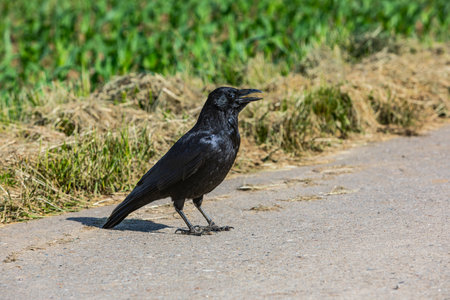 black crow on the ground in summer with open beakの写真素材