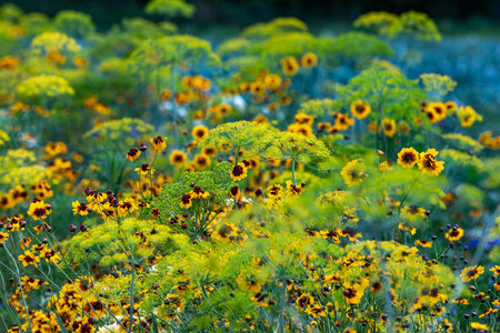 colorful view of an insect stripe in close up in the summerの写真素材