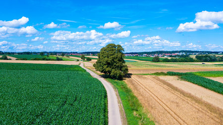 scenic aerial view of a summer landscape with fields of wheat and cornの写真素材