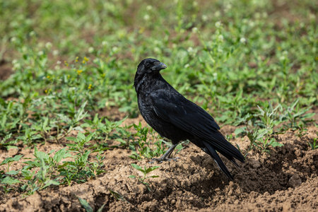 black crow sitting on a field looking sidewaysの写真素材