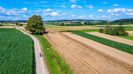 cyclist on a country road through fields in the summerの写真素材