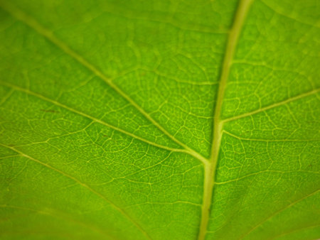 close shot of Leaf Lit Behind