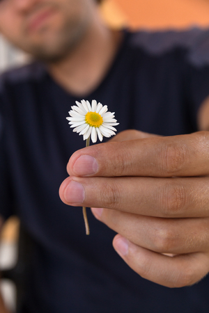 Close up of male hand gives a wild chamomile or daisy flower with love. Romance, feelings.の写真素材