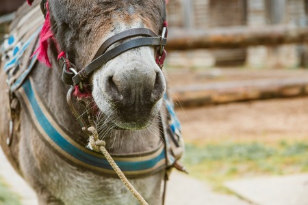 Donkey on a farm. Donkey nose close up. Toned soft focus.の写真素材