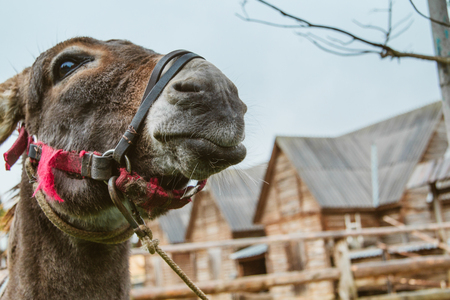 Donkey Farm Animal brown color close up. The donkey or ass looking to camera. Toned soft focus.の写真素材