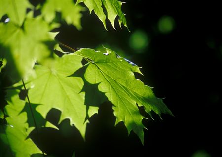 Maple leaves in the summer sun.の写真素材