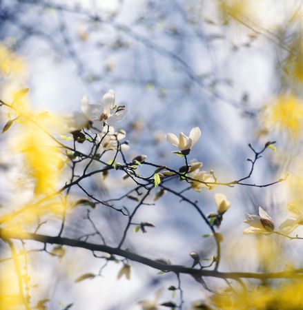 Magnolia soulangeana in bloom. No sharpening has been applied.の写真素材