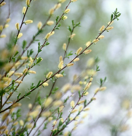 Catkin on willow tree in spring.