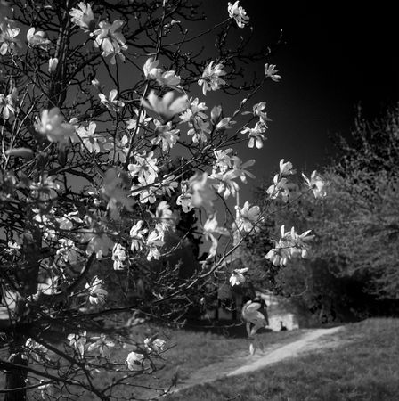 The branches of tree (magnolia soulangeana) with spring blossoms. No sharpening has been applied.の写真素材