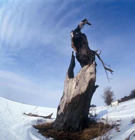 The tree burned out by lightning. Winter. Chernigiv region, Ukraine.の写真素材