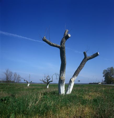 Spring in Ukraine. Fruit trees with branches severely cut back.の写真素材