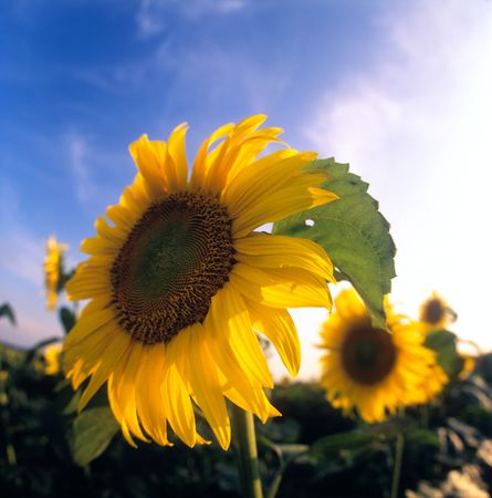 Summer in Ukraine. Beautiful yellow sunflowers in the sun.の写真素材