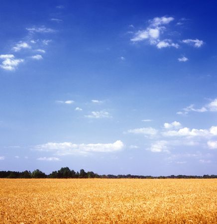 Yellow grain field and blue sky. Ukraine.の写真素材