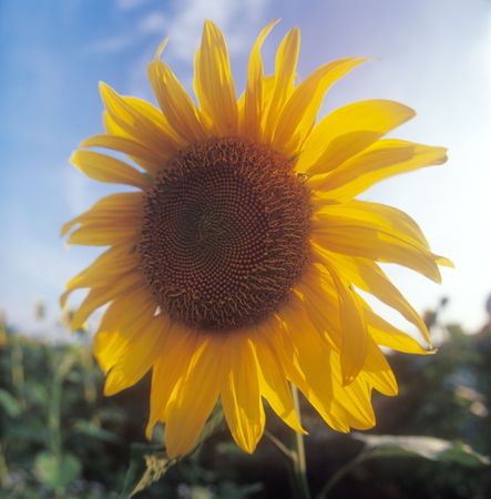 Summer in Ukraine. Beautiful yellow sunflower in the sun.の写真素材