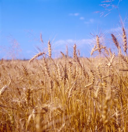 Yellow grain field ready for harvest. Ukraine.の写真素材