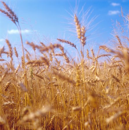 Yellow grain field ready for harvest. Ukraine.の写真素材