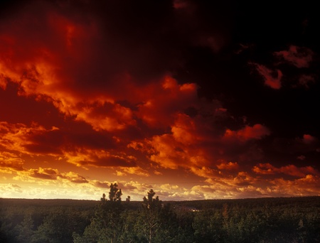 Ominous crimson sky over a pine forest. Please see some similar pictures from my portfolio.の写真素材