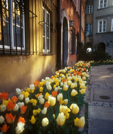 Tulips in an old Warsaw courtyard.の写真素材